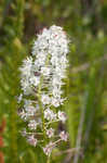 Osceola's plume <BR>Death camas <BR>Crow poison